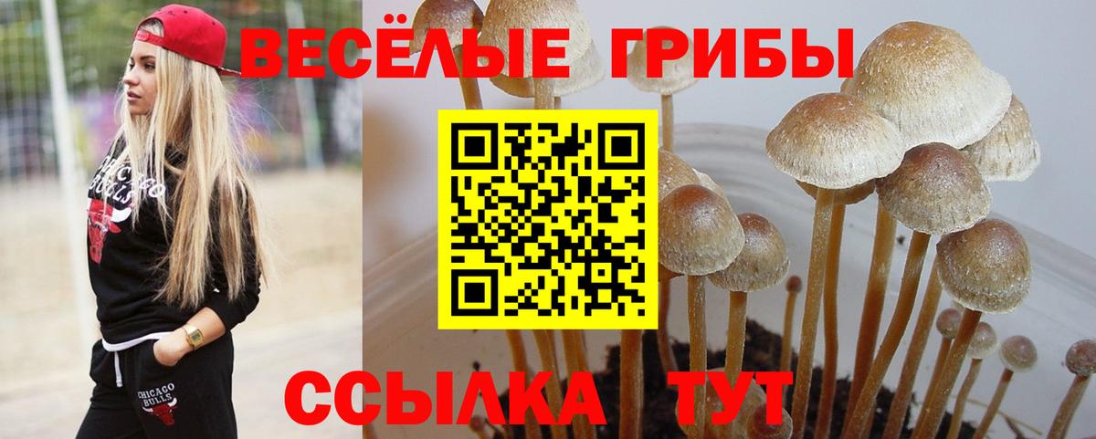 Галлюциногенные грибы Psilocybe Ангарск